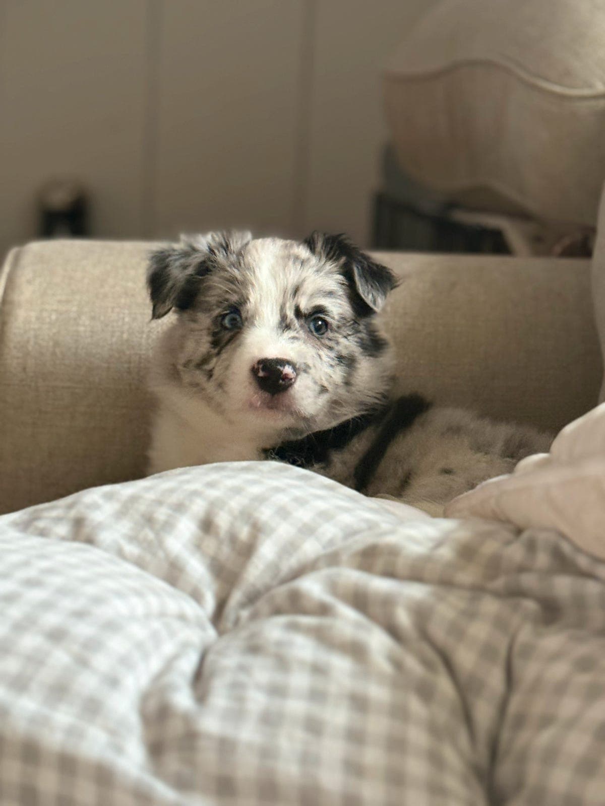 Border collie valper (nkk registrert)