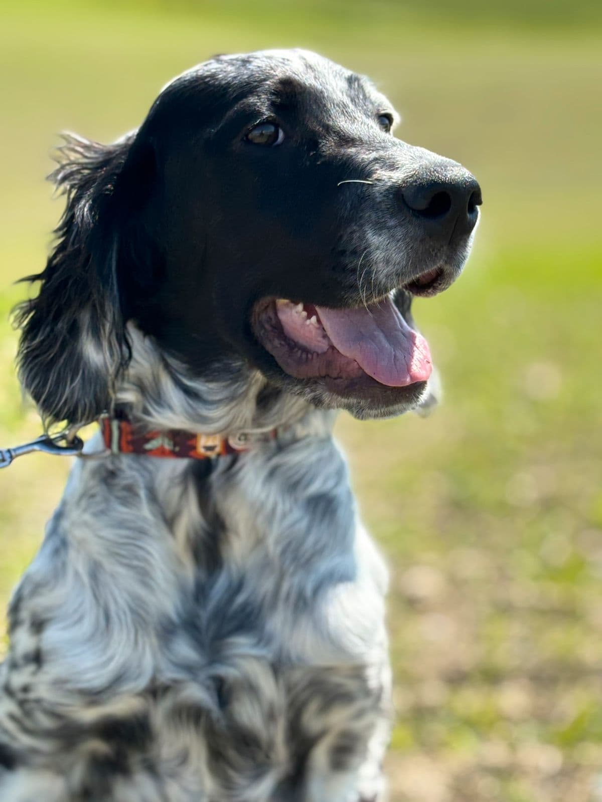 Sir Max av Bokkedal’n