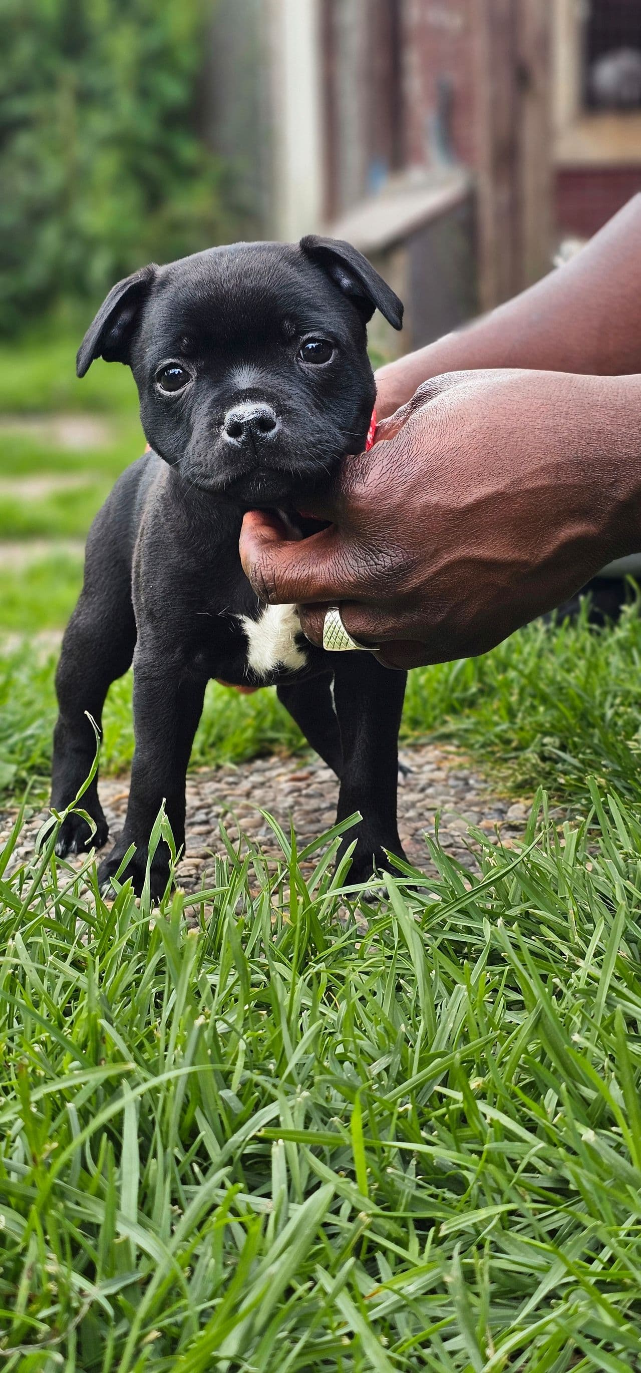 Staffordshire bull terrier tispe valp