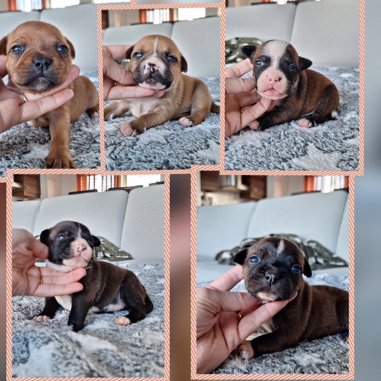 Staffordshire bullterier  valpene I Finnmark.  NKK