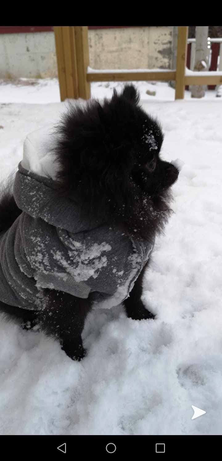 Kleinspitz, tispe, Luna 7 år.