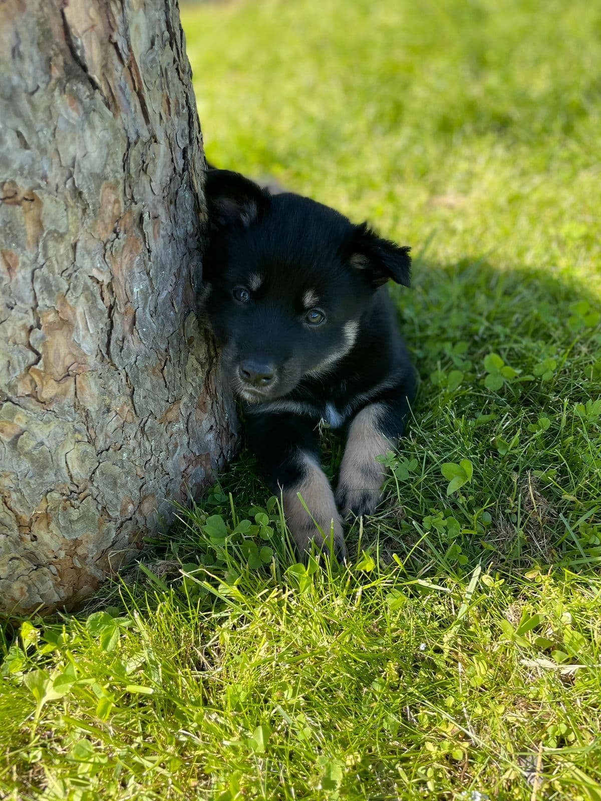 Lapsk Vallhund valper