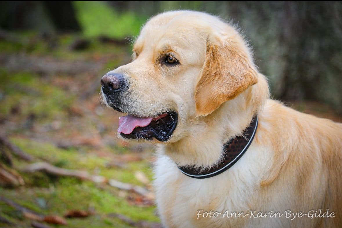 Golden retriever valper selges!