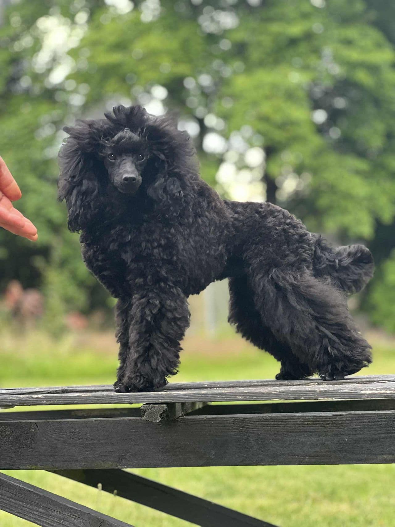 *Reservert*Vurderes solgt dersom rett hjem dukker opp❤️sort toy puddel tispe