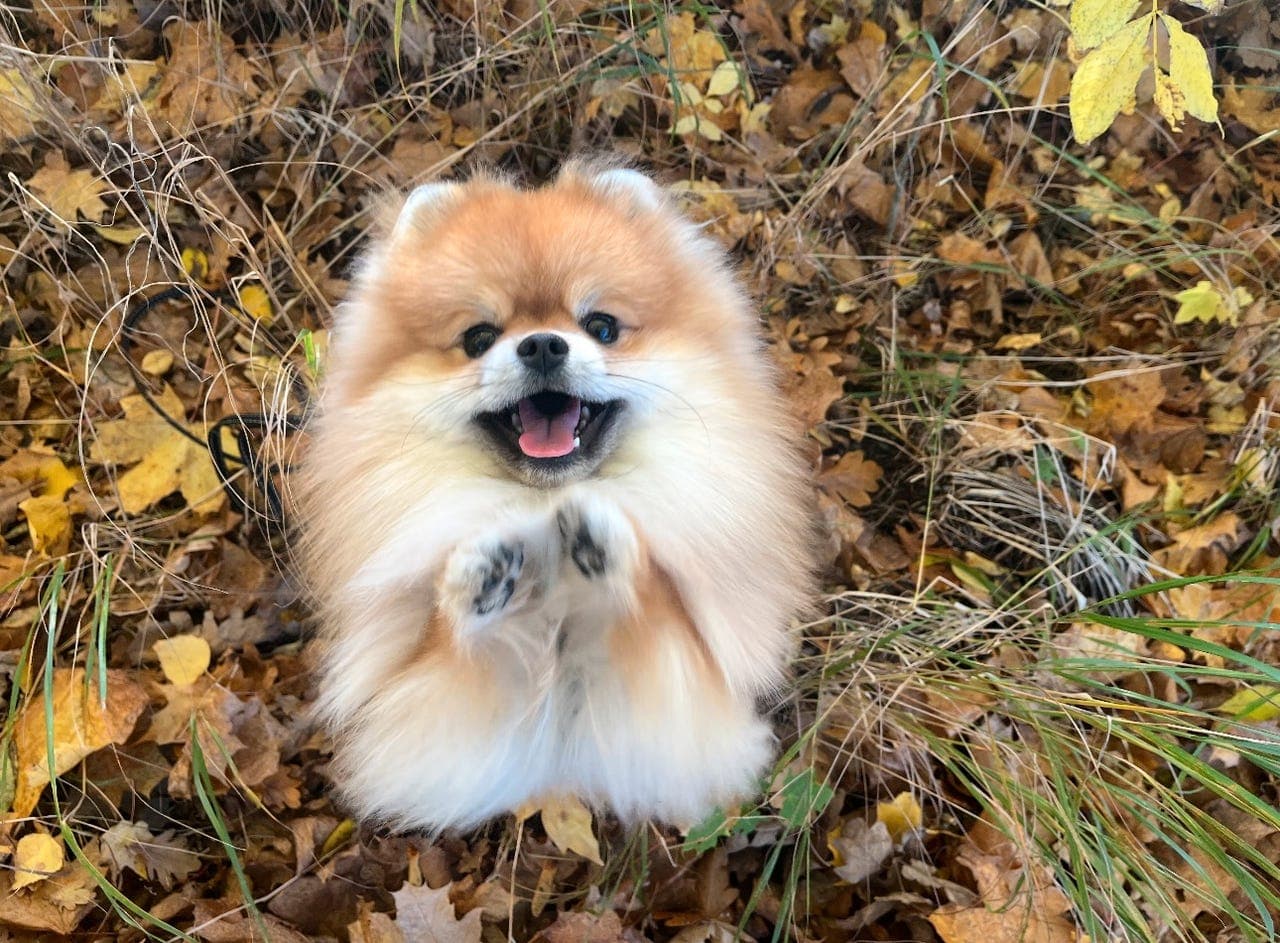 Pomeranian gutt