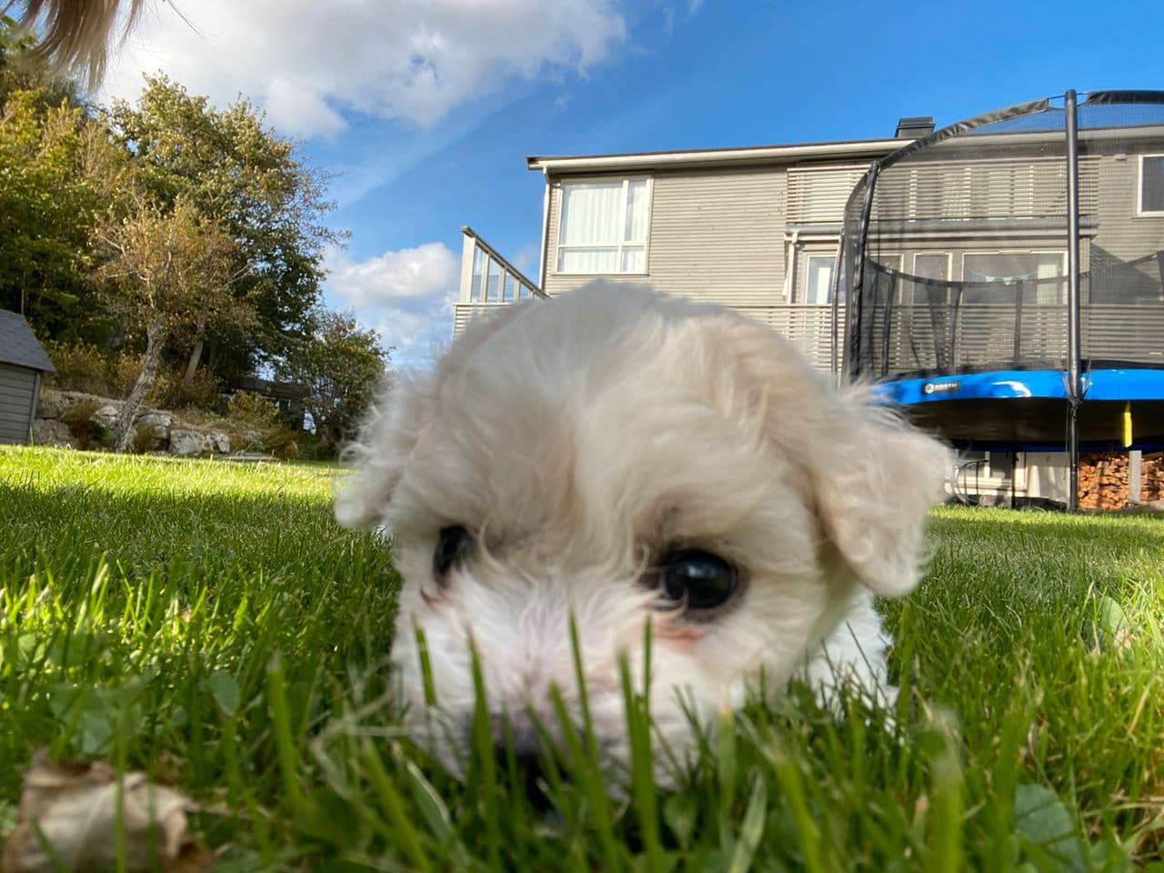 NKK registrerte Bichon frise valper