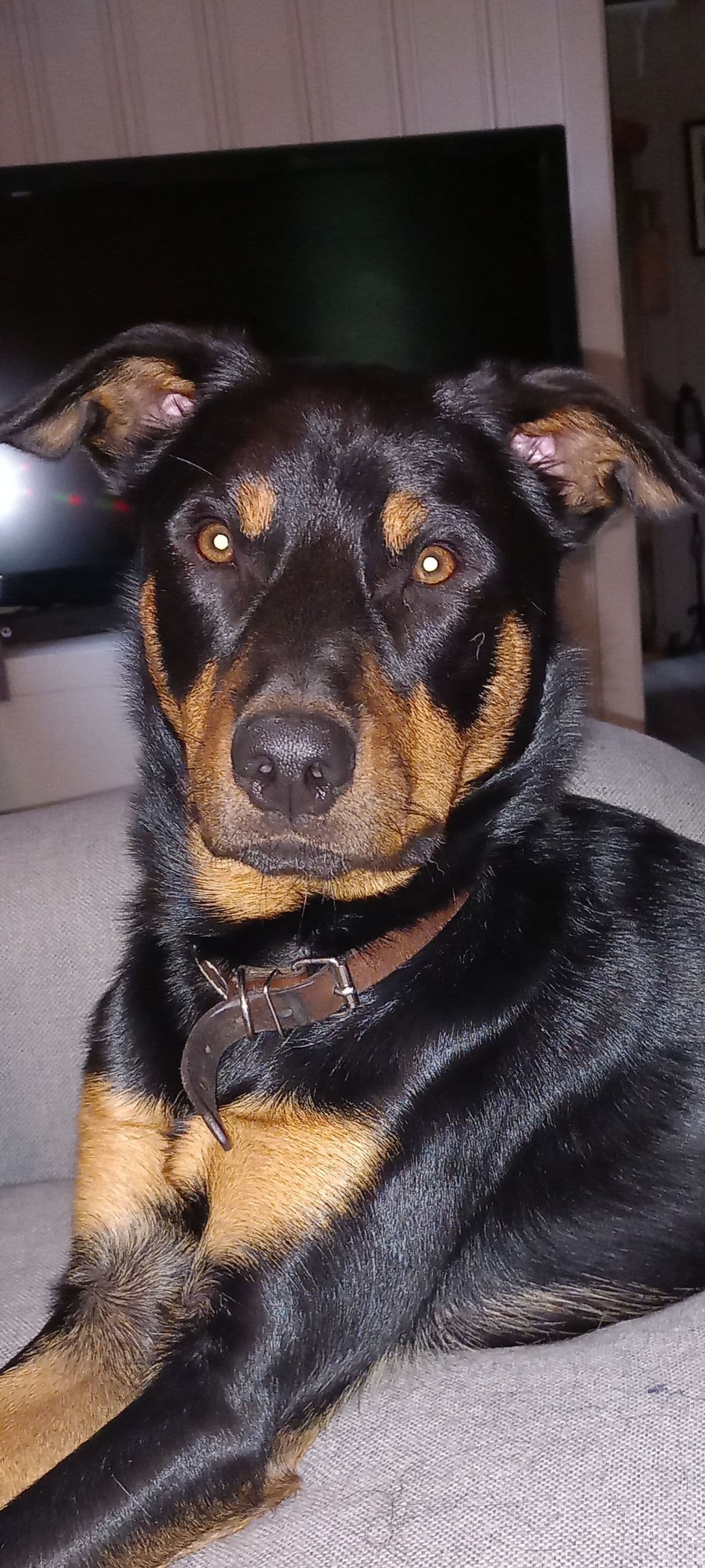 Working kelpie hann 3 år og tispe 5 år.