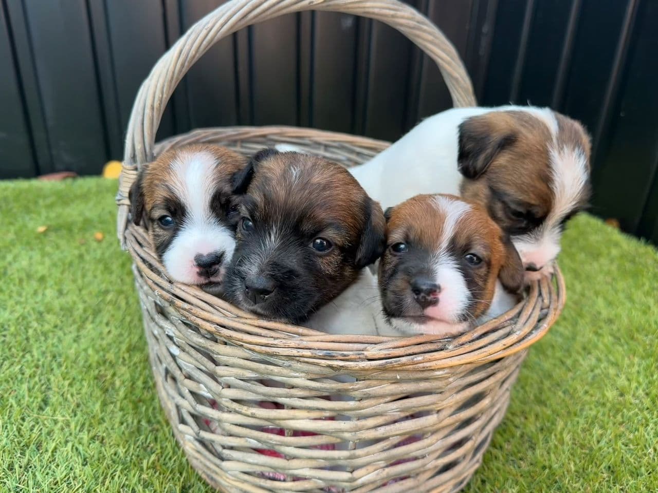 NKK reg Jack Russell Terrier valper