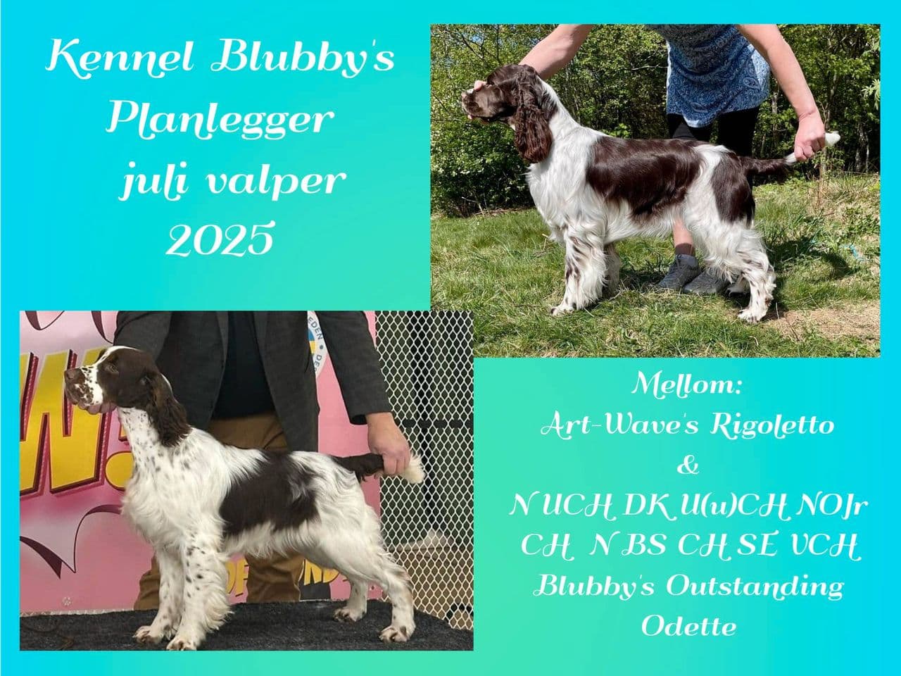 Engelsk Springer Spaniel valper