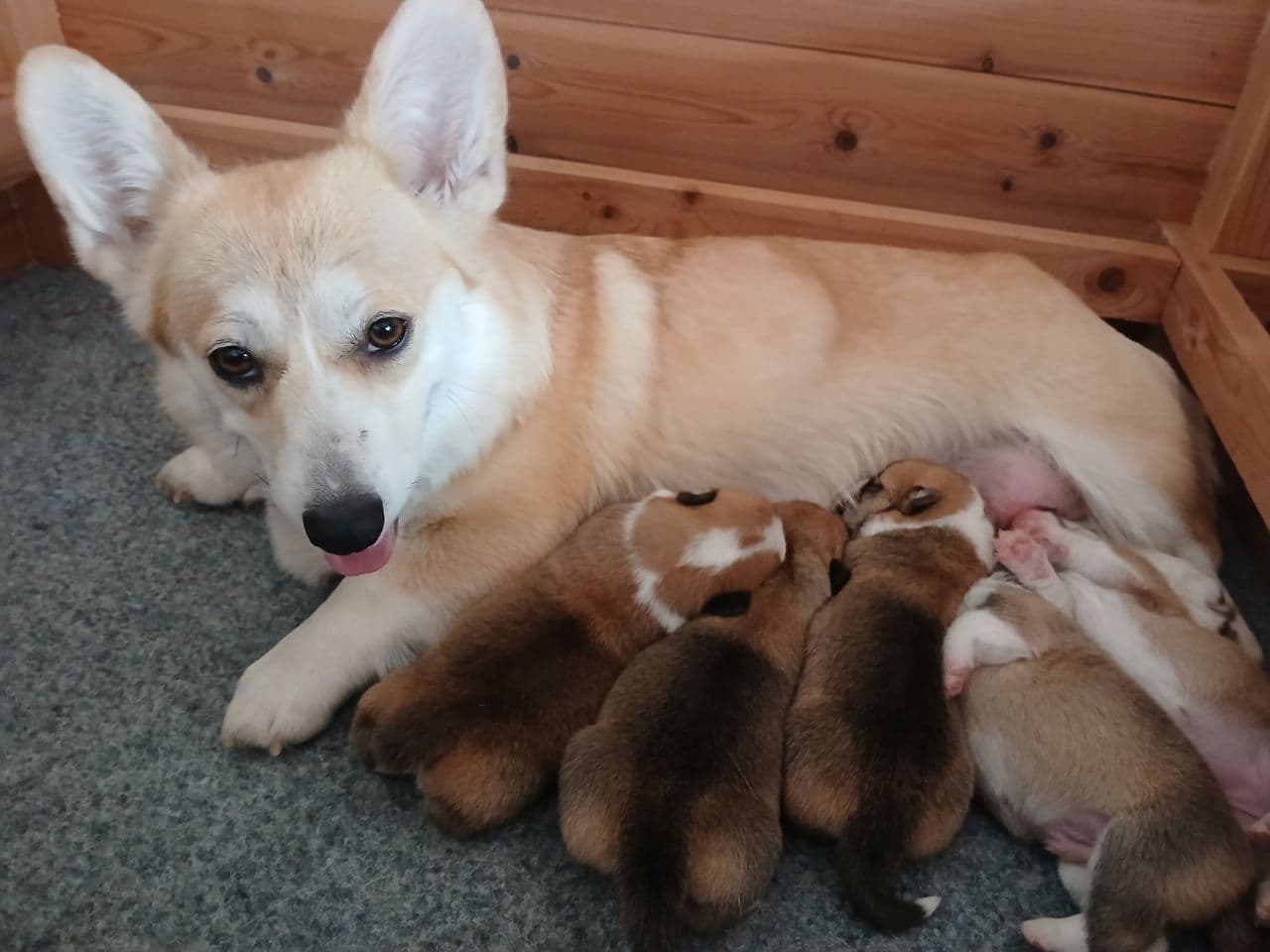 Welsh Corgi Pembroke valper