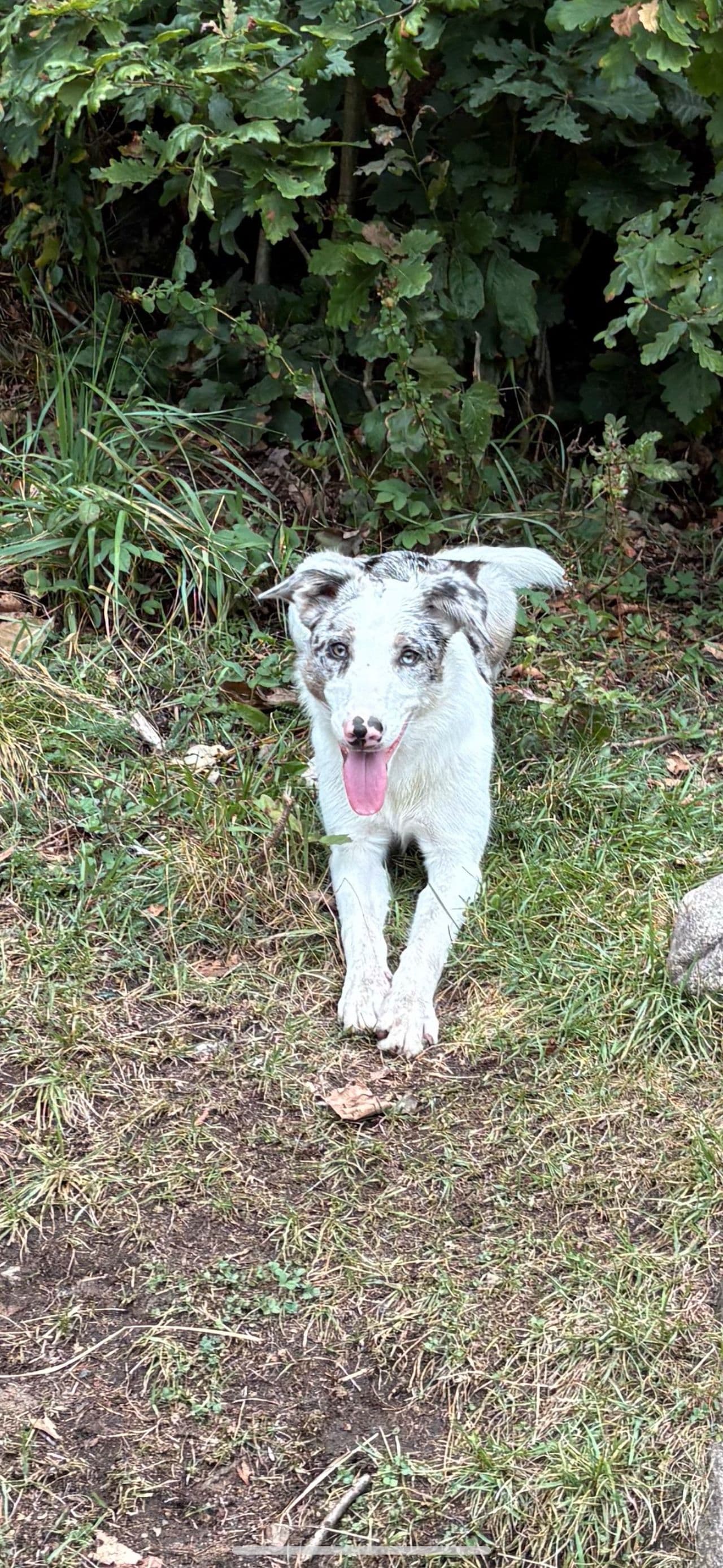 Border collie/ blue merle