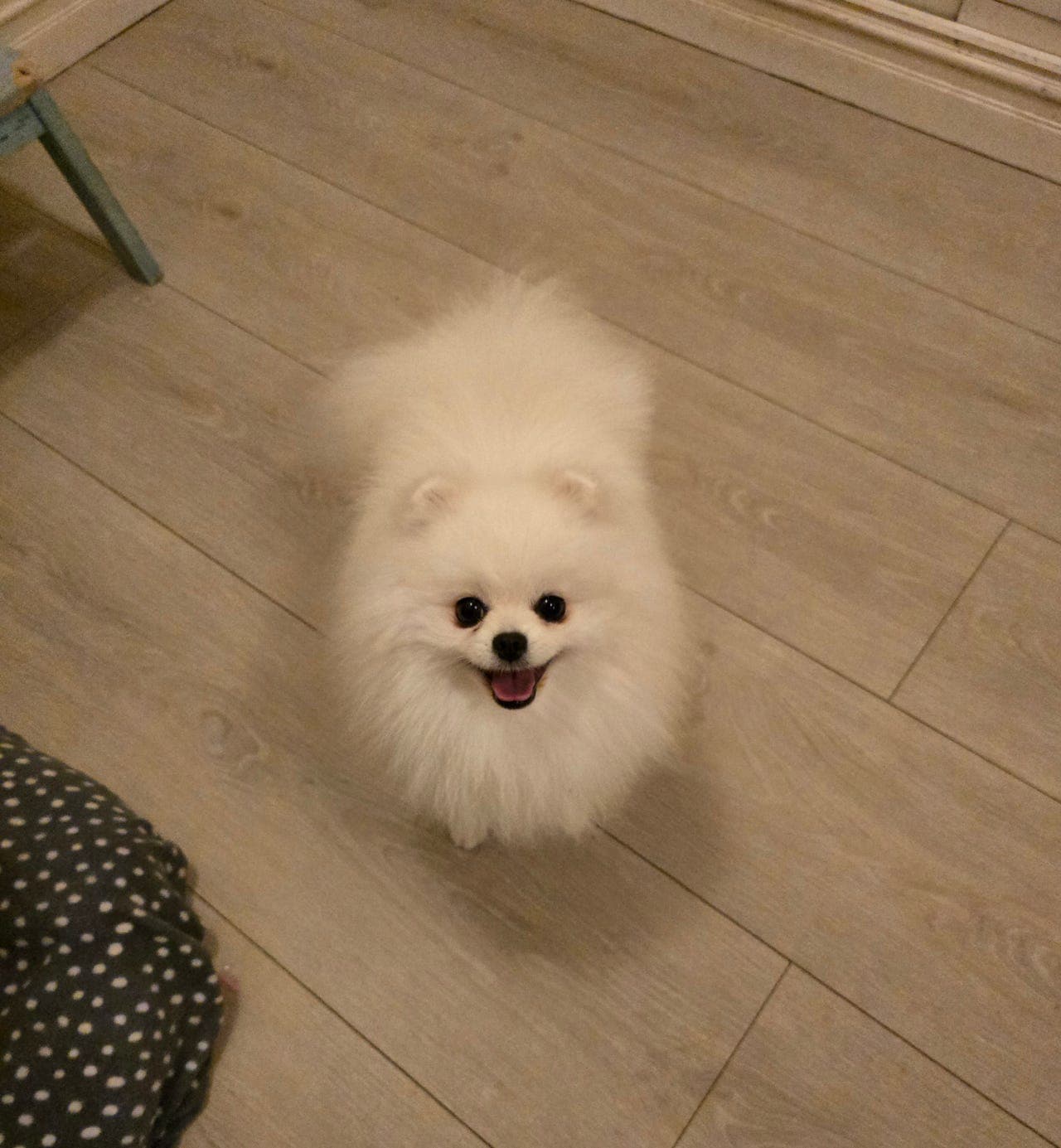 Vakker NKK REGISTRERT POMERANIAN GUTT 💙