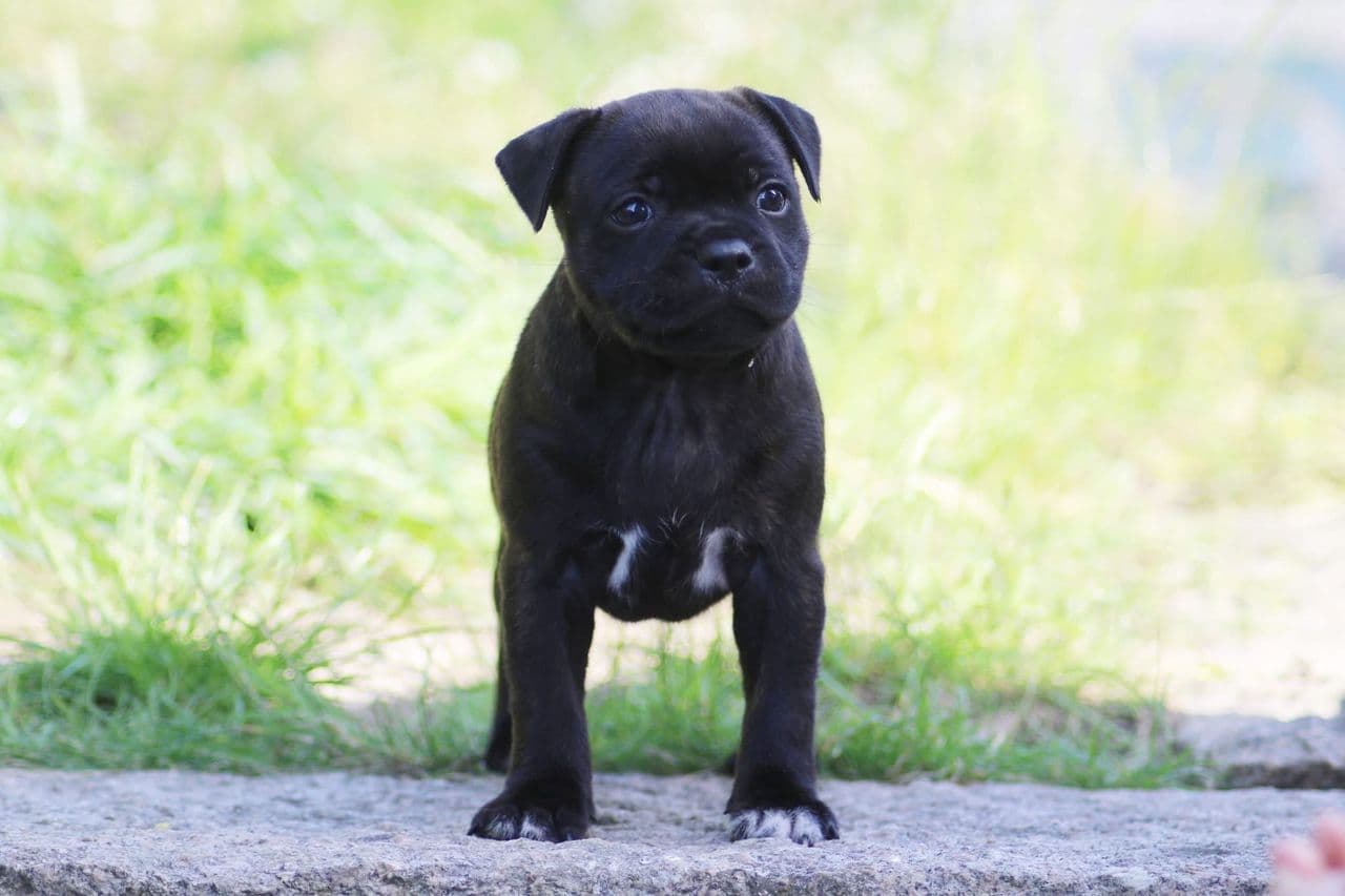 Staffordshire bull terrier valper leter etter et for alltid hjem🩶