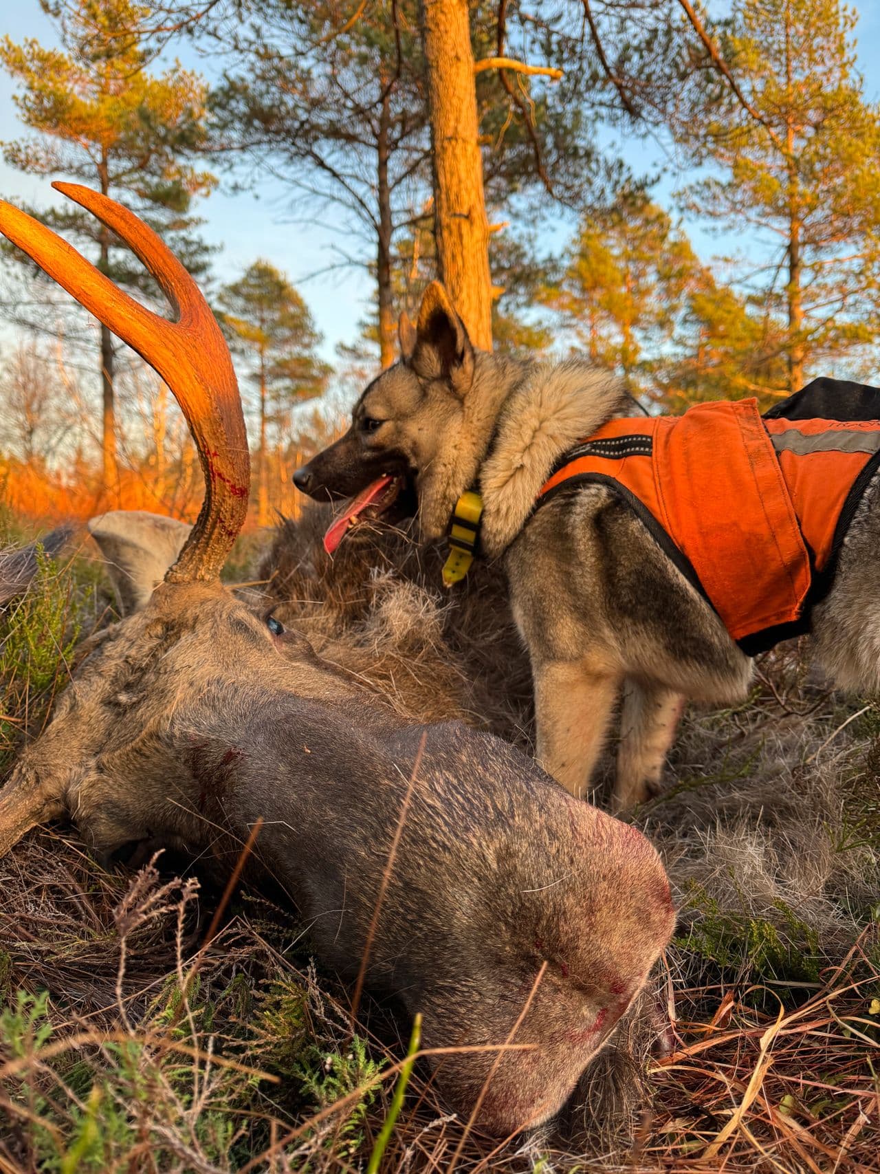 Norsk elghund grå valper