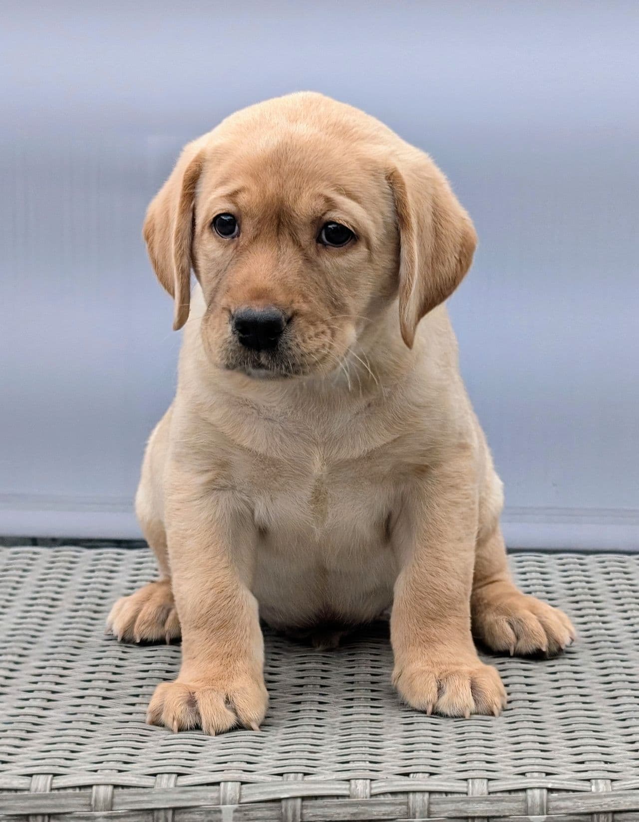 Gule Labrador Retriever hannhunder tilsalgs