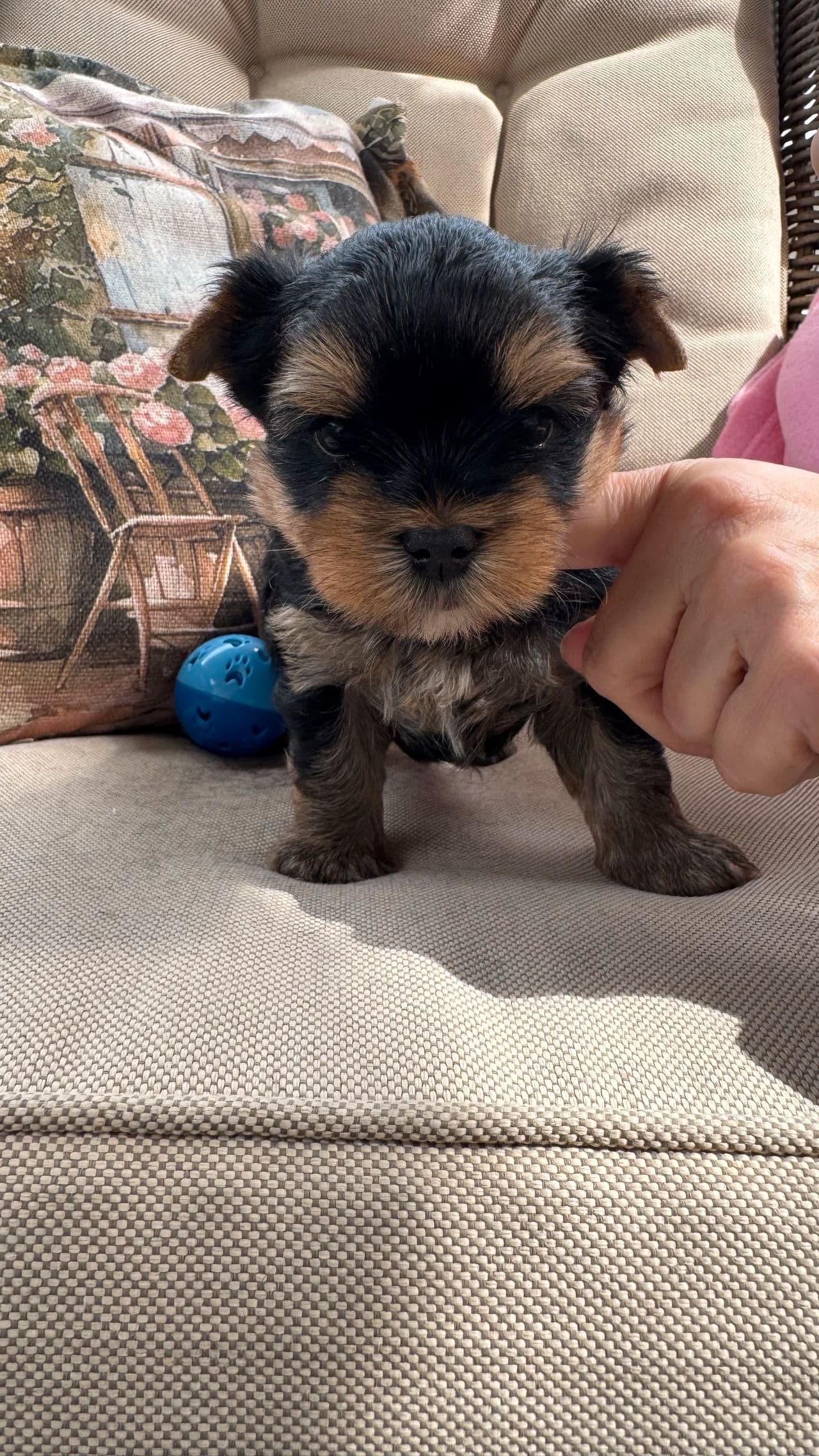 Nydelig Yorkshire terrier valp selges