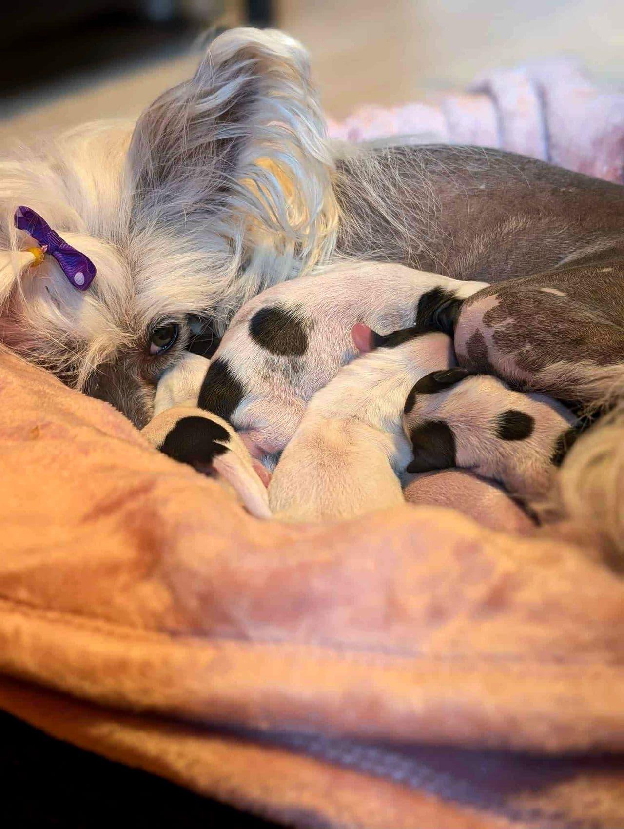 Nyfødte Chinese crested powderpuff gutter