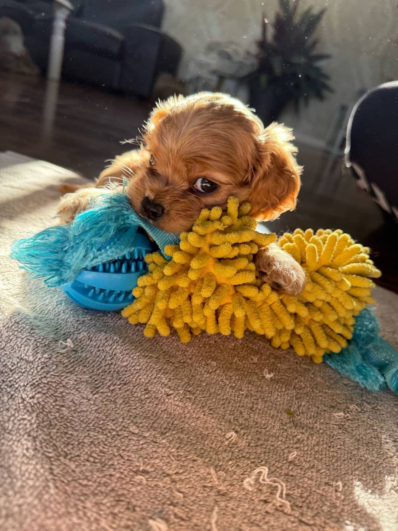 Nydelige Amerikanske cocker spaniel valper selges