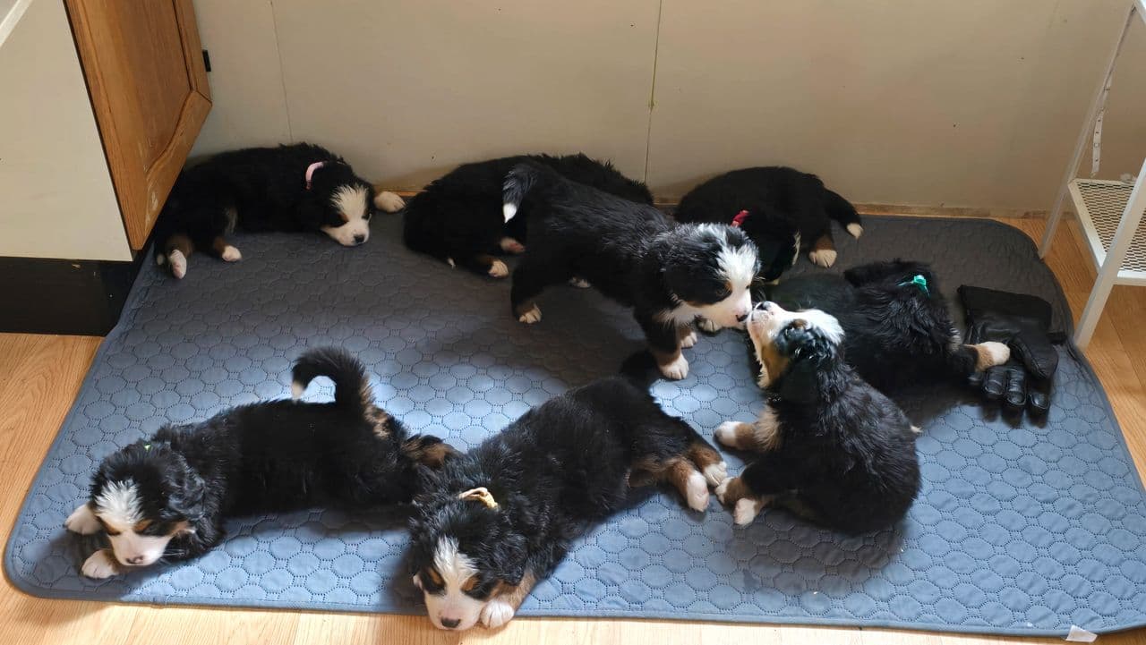 Berner sennen valper til salgs!!!