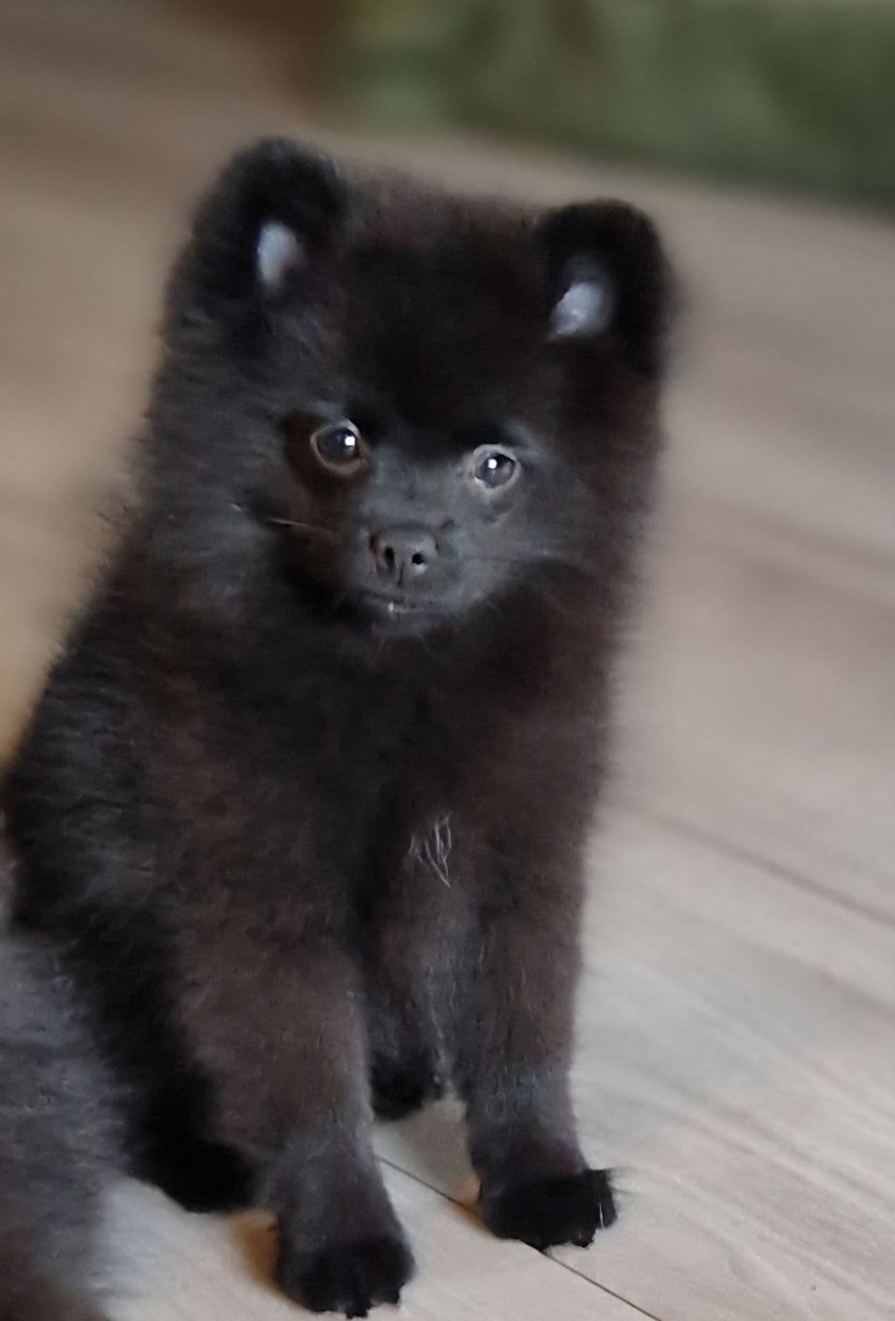 Nkk reg. Sorte  Pomeranian tispe ( godt hjem før pris)
