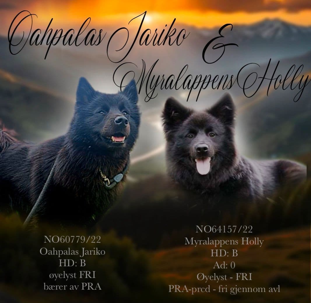 Svensk Lapphund valper