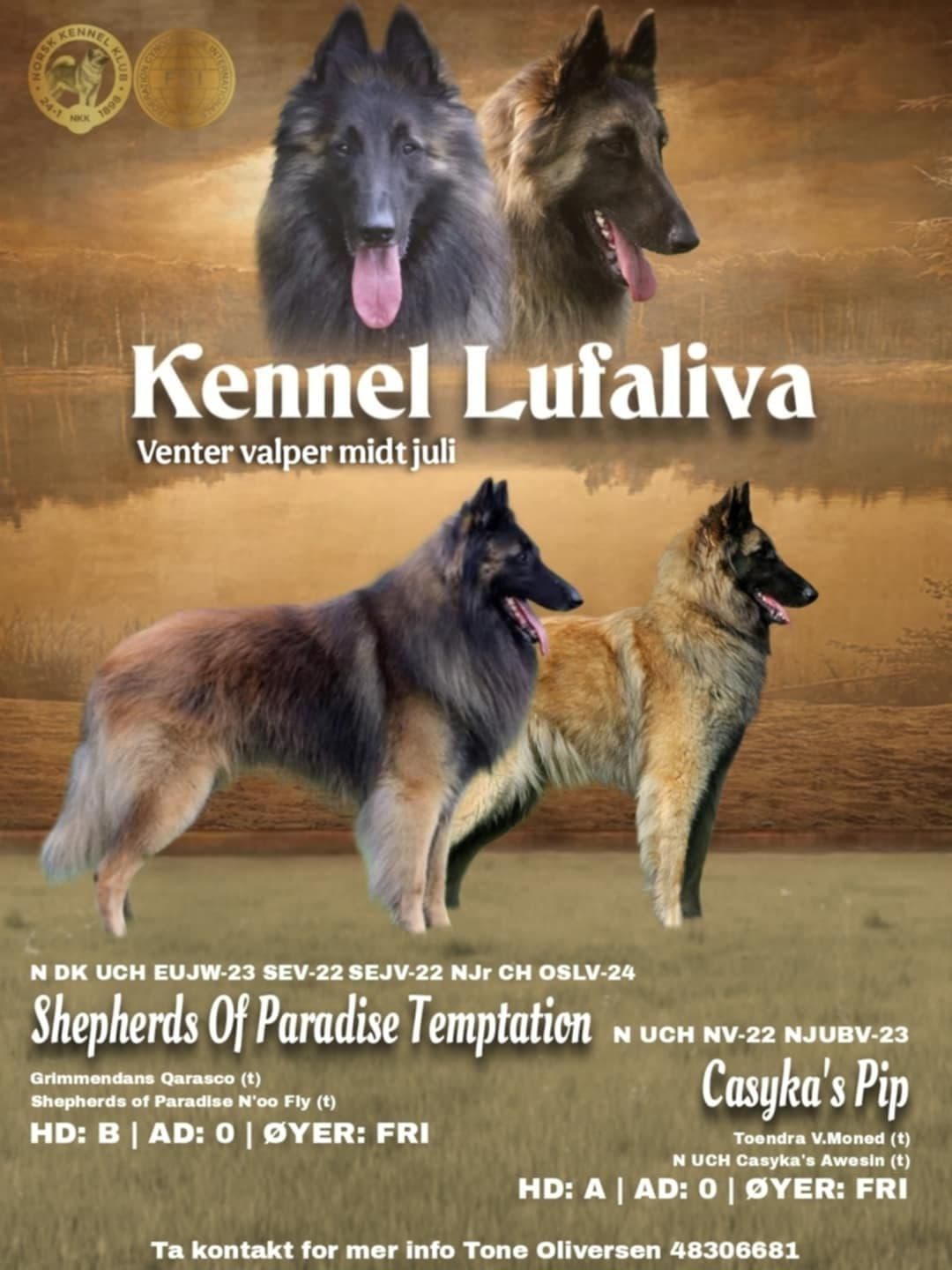 Belgisk fårehund Tervueren valper født