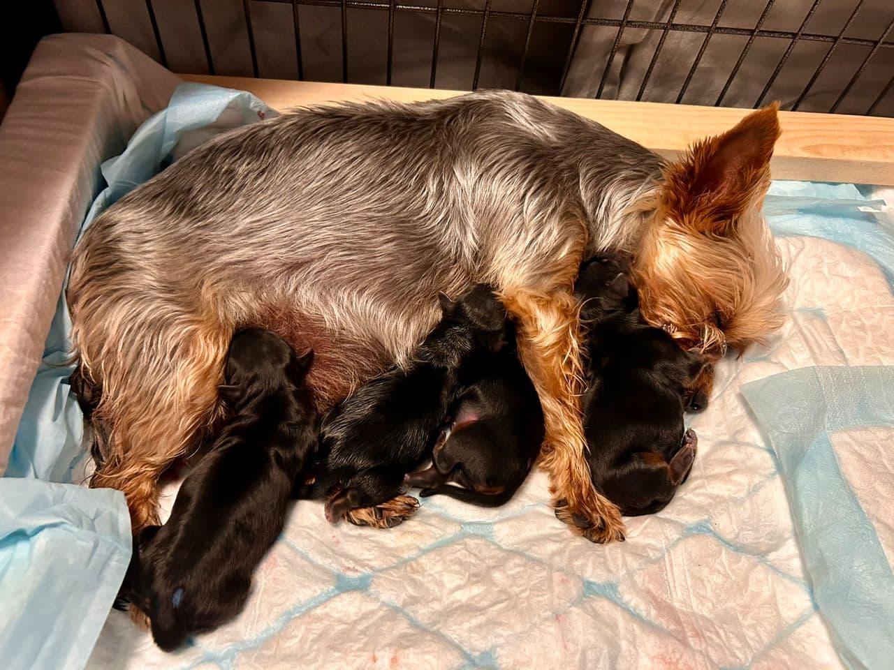 Yorkshire Terrier valper, født 20/5-25, leveringsklare fra medio Juli