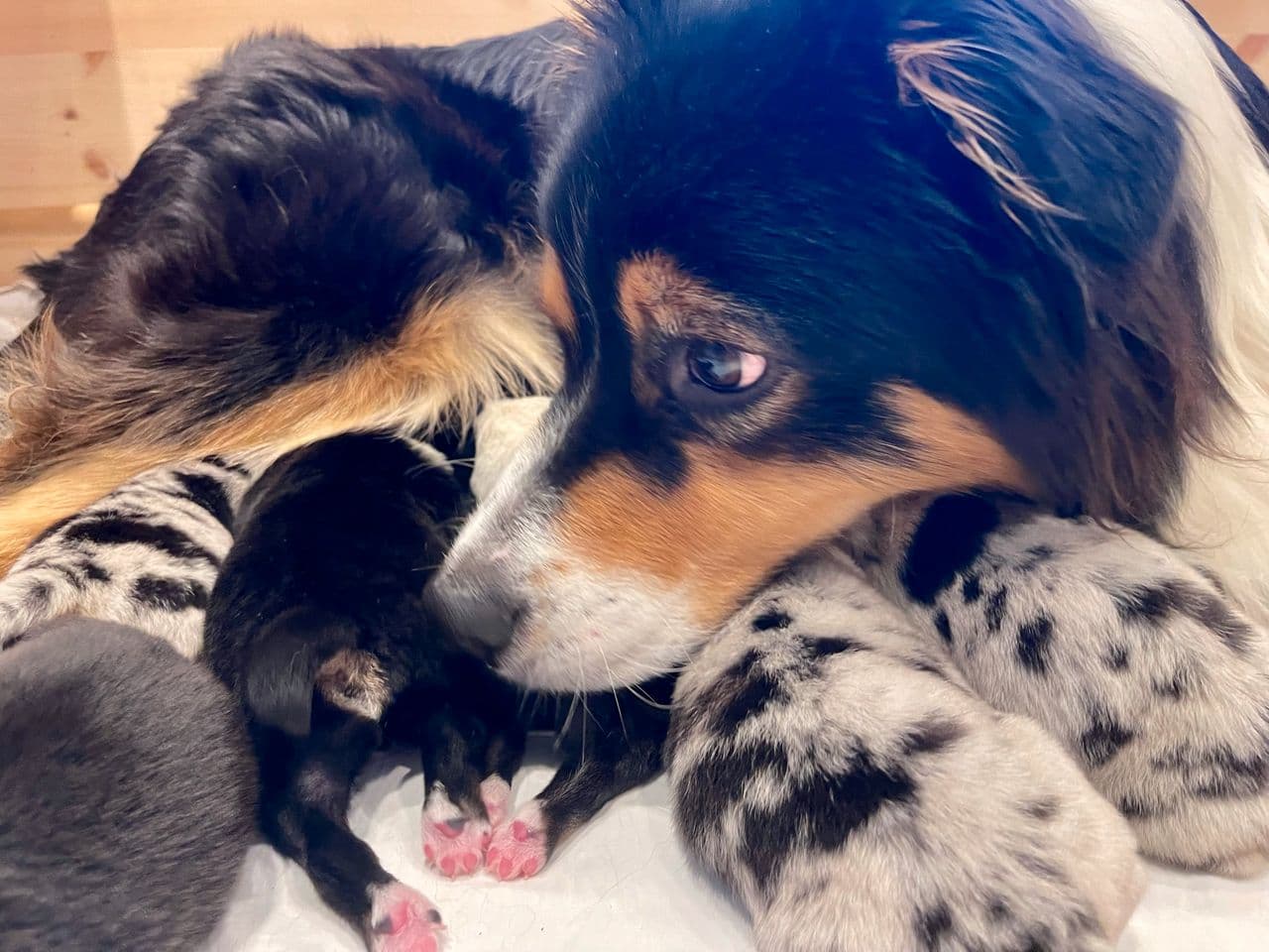 Australian shepherd (aussie)valper ledig til forevige hjem