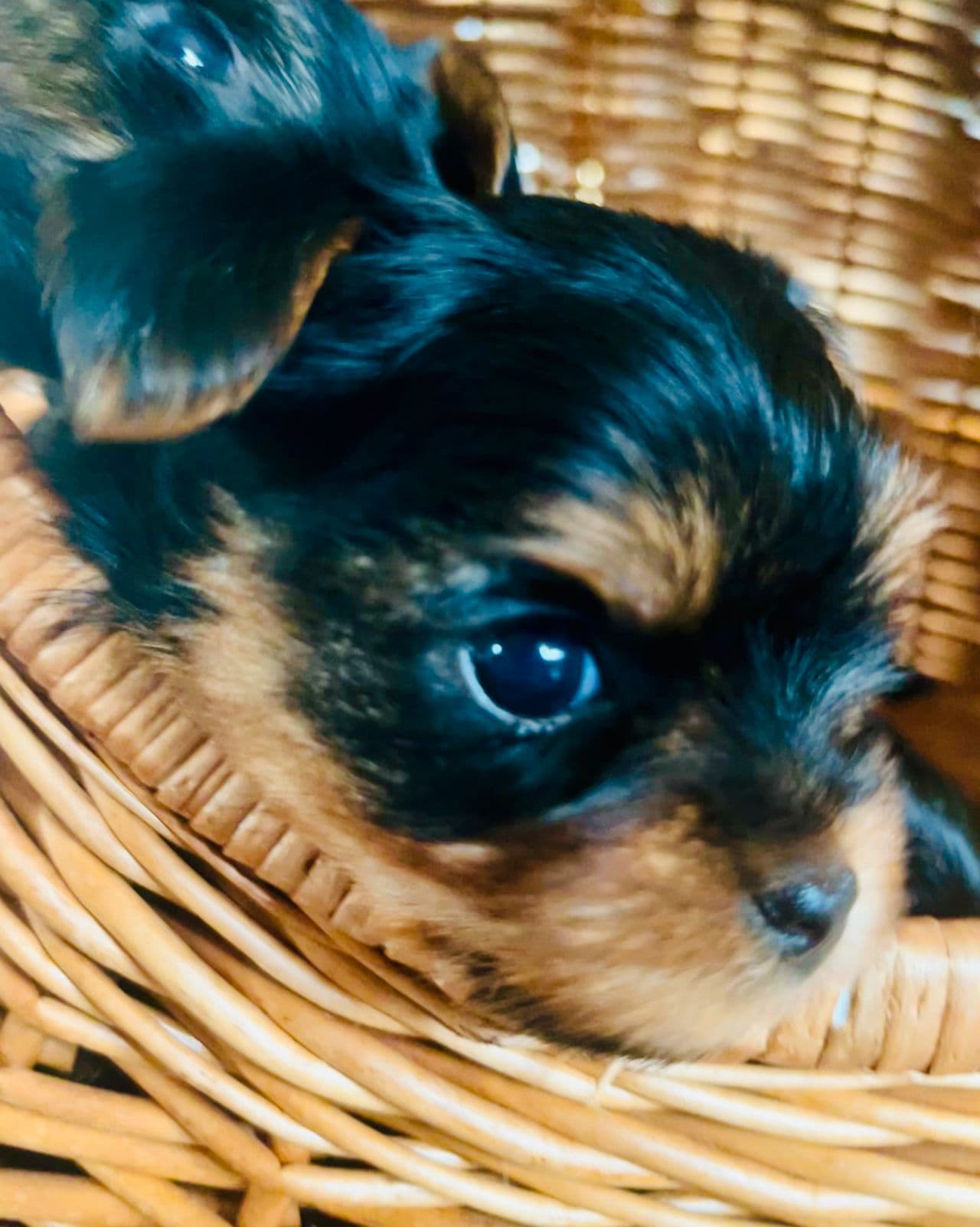 Vakre Yorkshire terrier valper