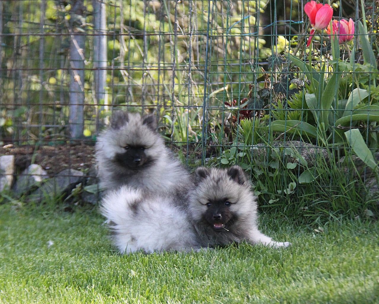 Kennel Infinity: Leverings  klare Keeshond Valper