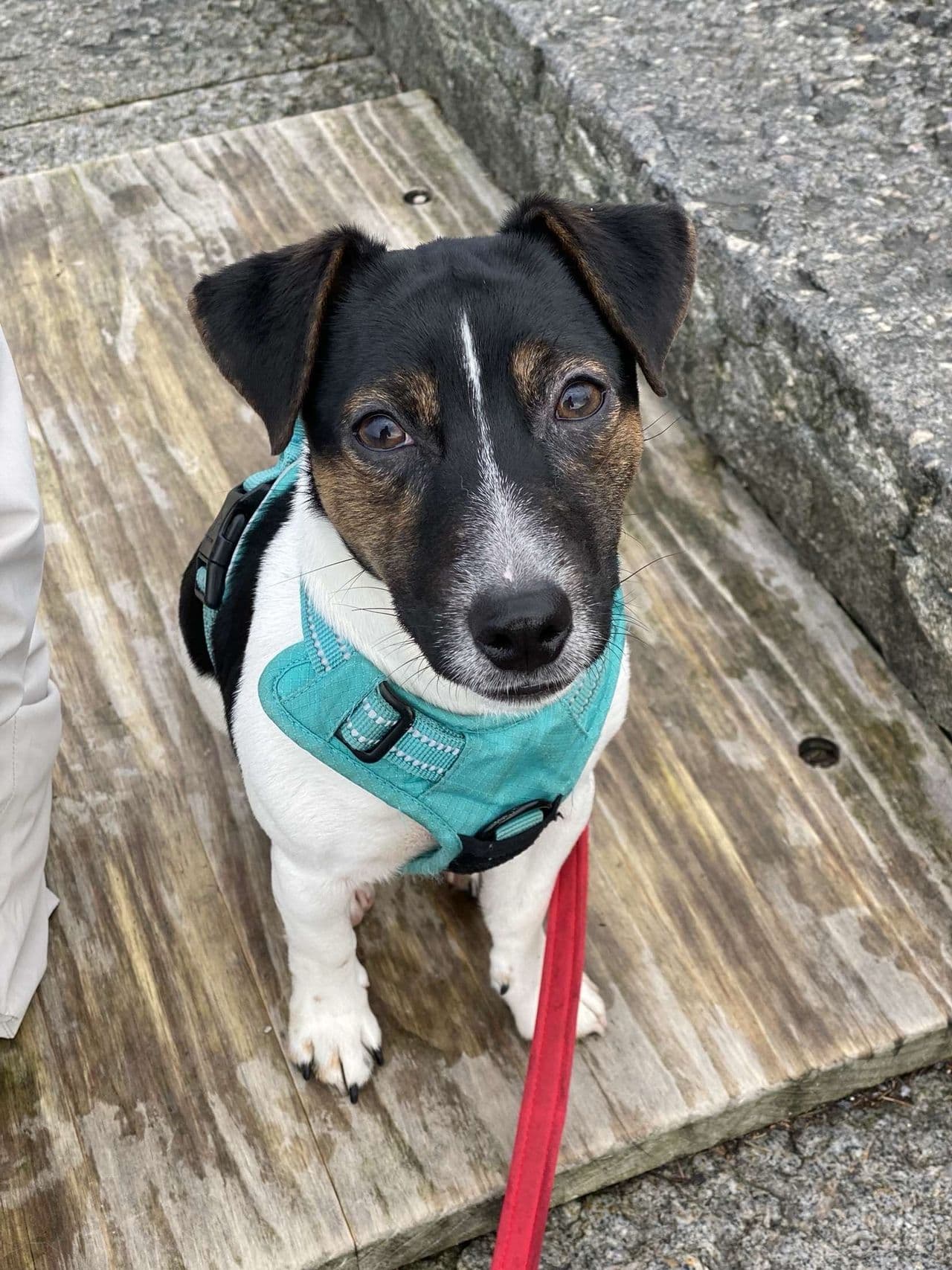 Jack Russell Terrier omplasseres