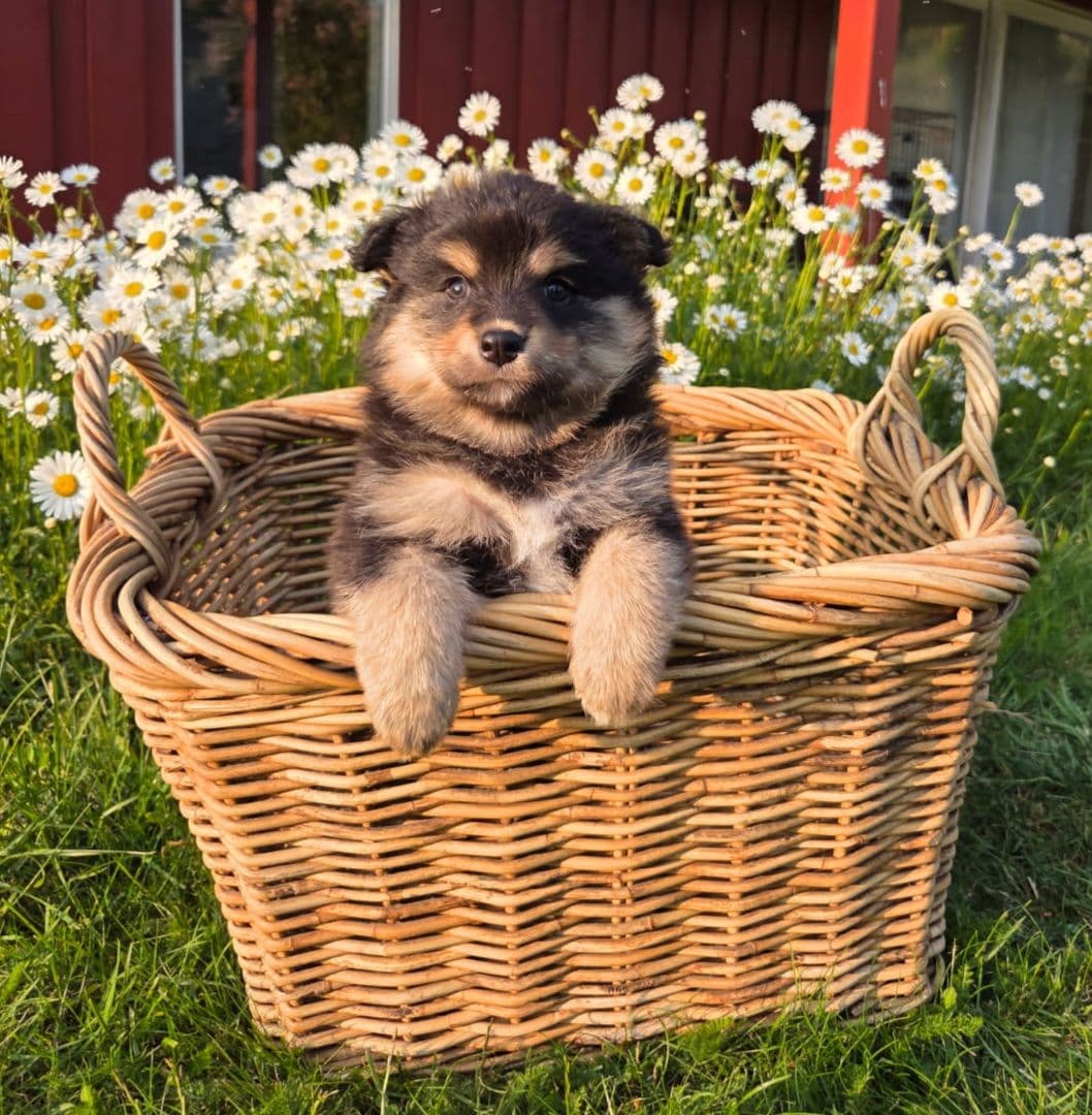 Finsk Lapphund valper