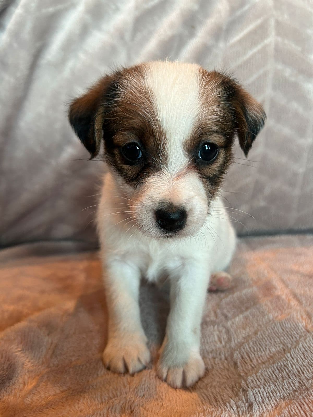 JR terrier valper