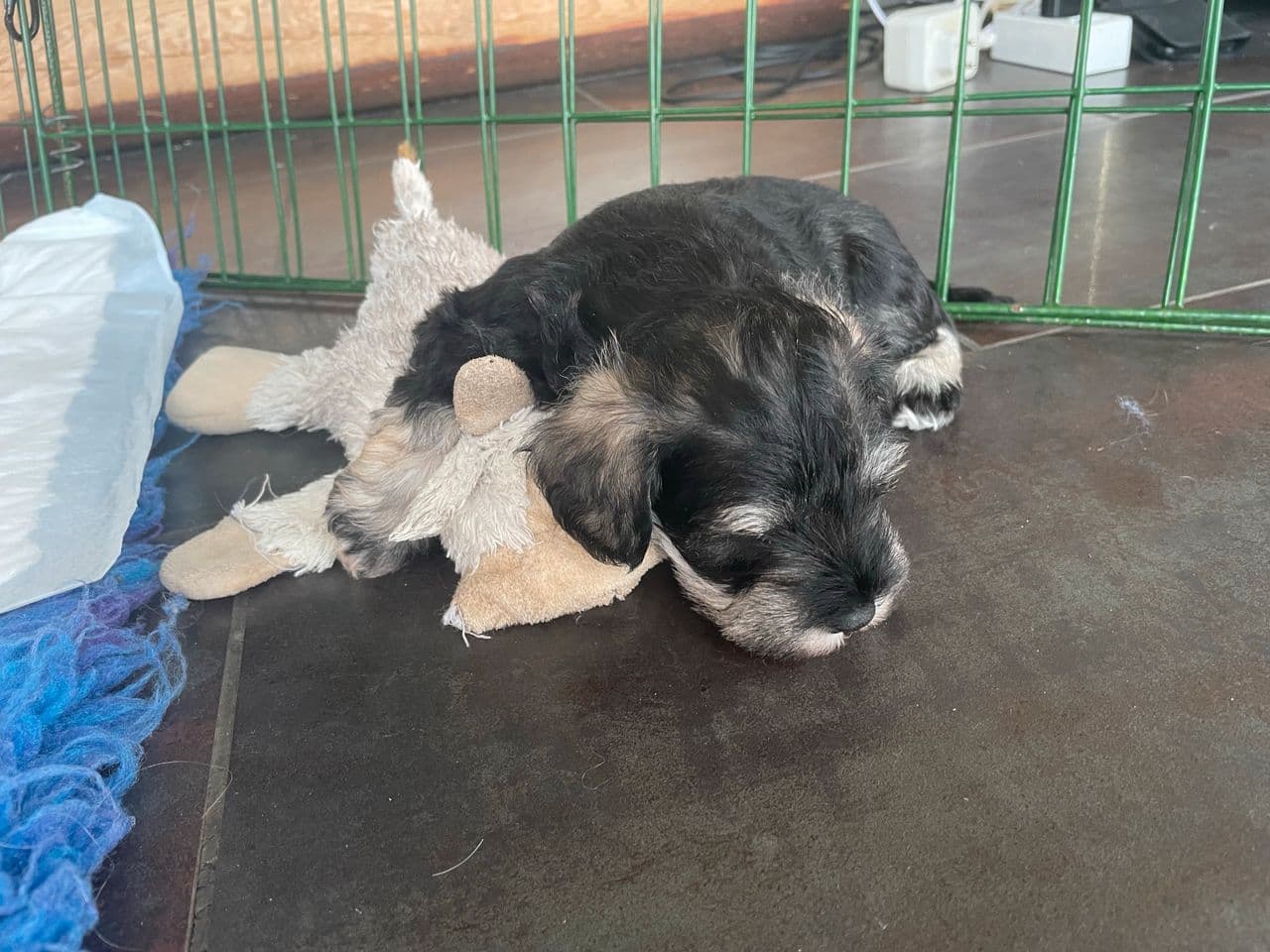 Dvergschnauzer valper salt/pepper
