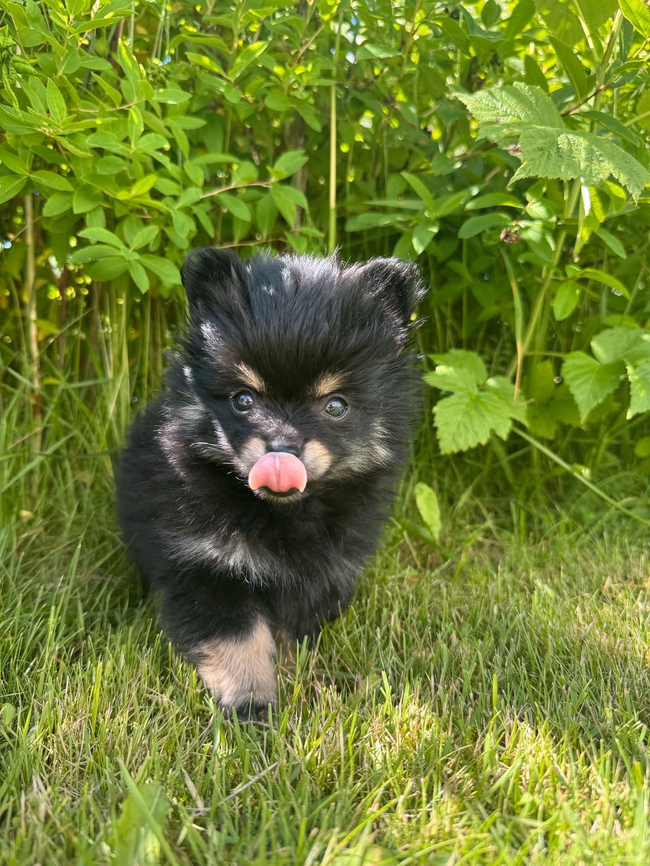 Leveringsklar liten pomeranian valp