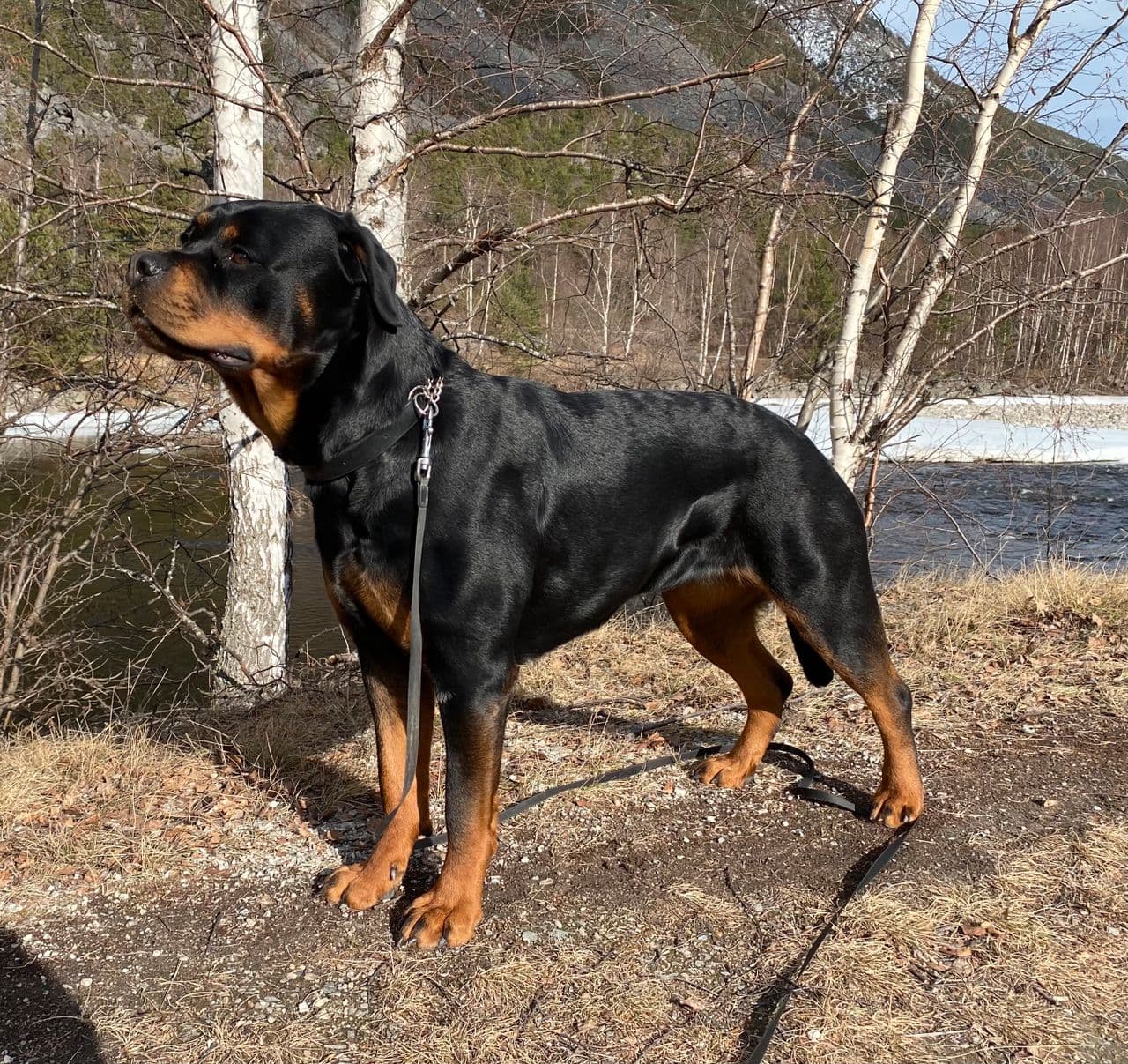 Rottweiler valper