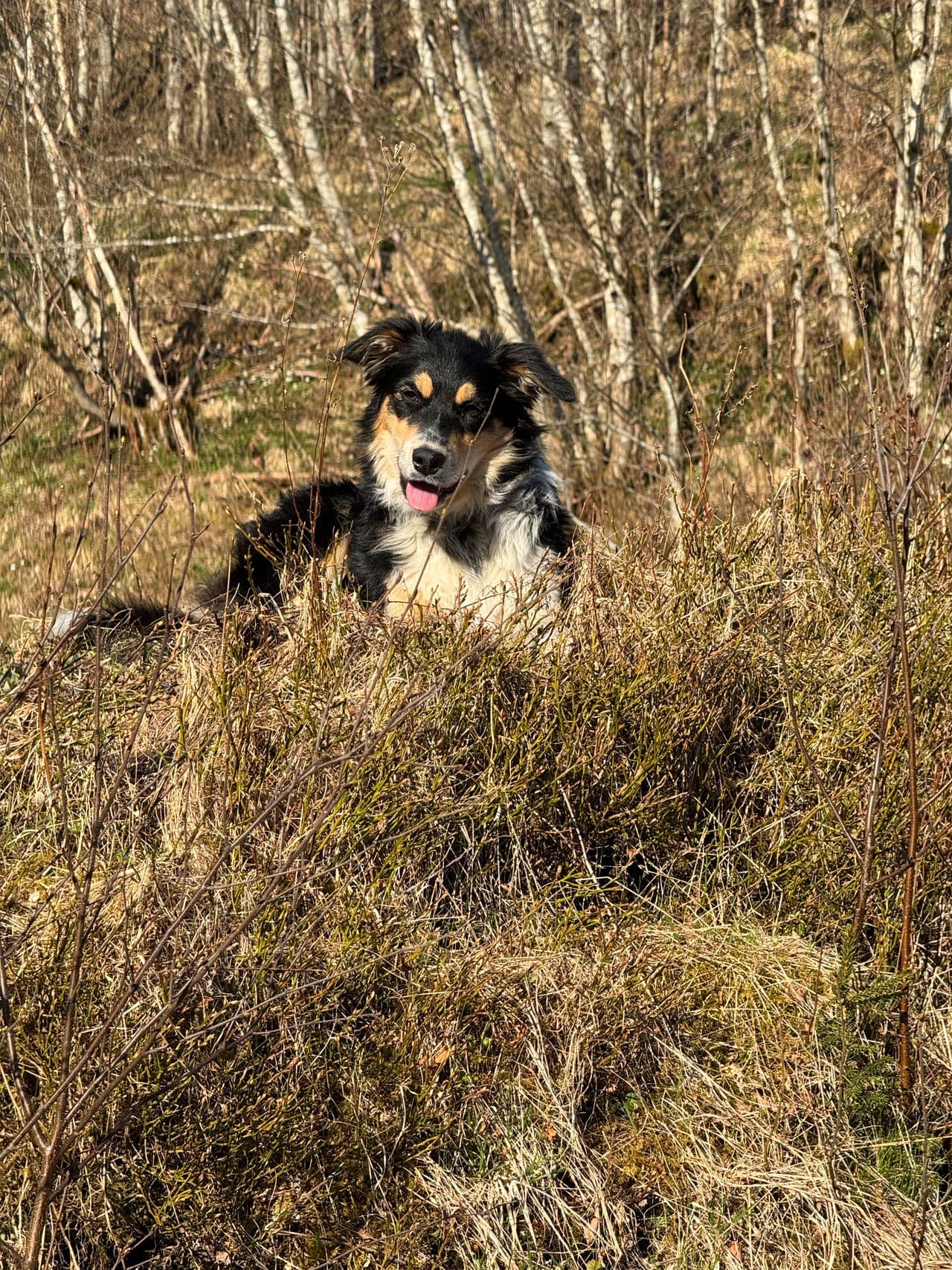 Kjempe snill og fin Border Collie tispe må selges pga helsemessige årsaker.