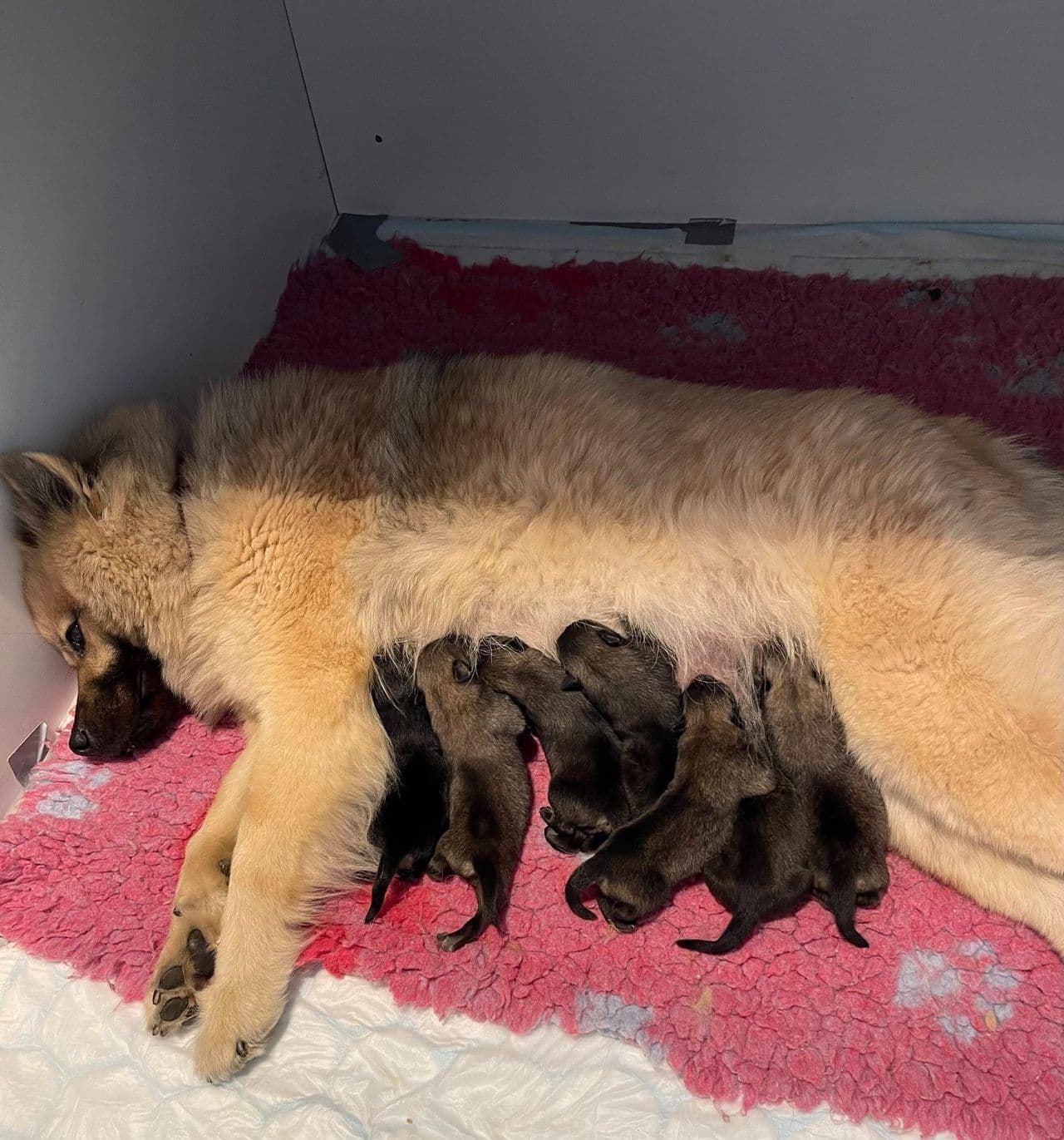 Eurasier valper