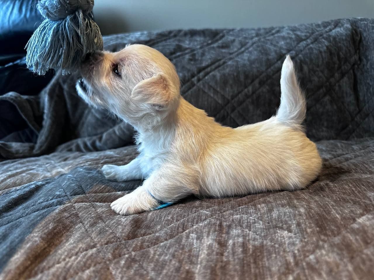 West Highland White Terrier VALPER NKK registrert