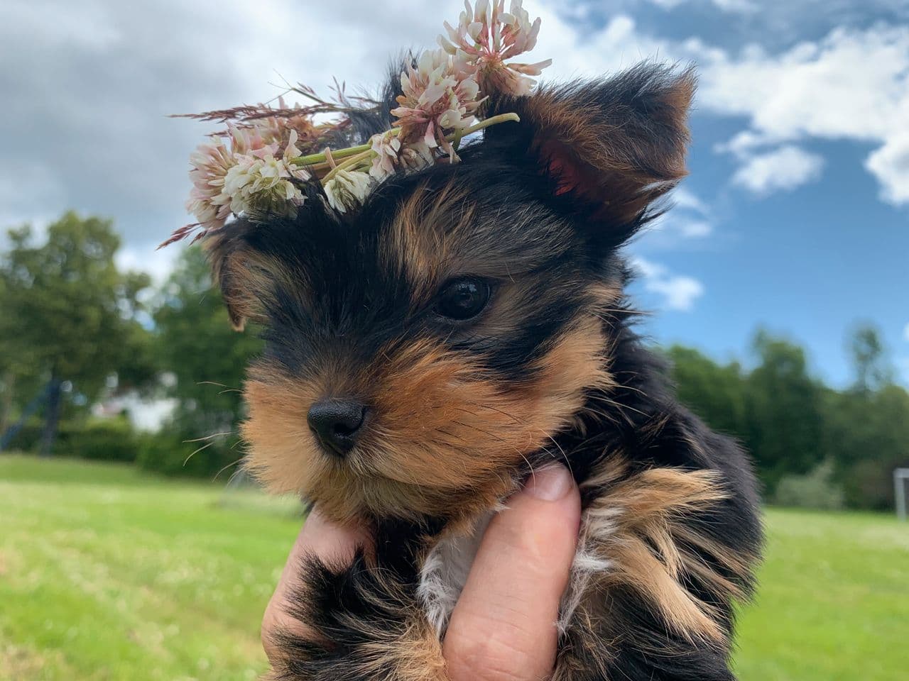 Søt Yorkshire Terrier valp(gutt) til salg