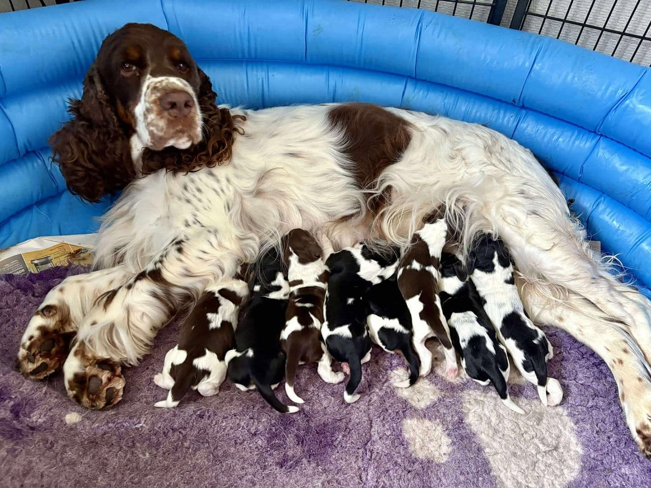 Engelsk Springer Spaniel valper til salgs
