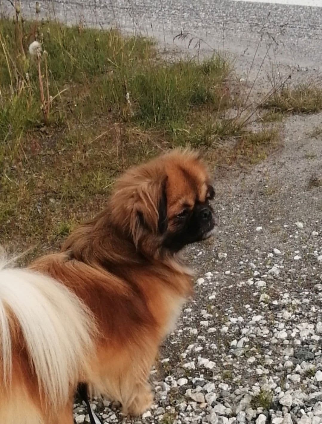 Tibetansk spaniel , Tromsø