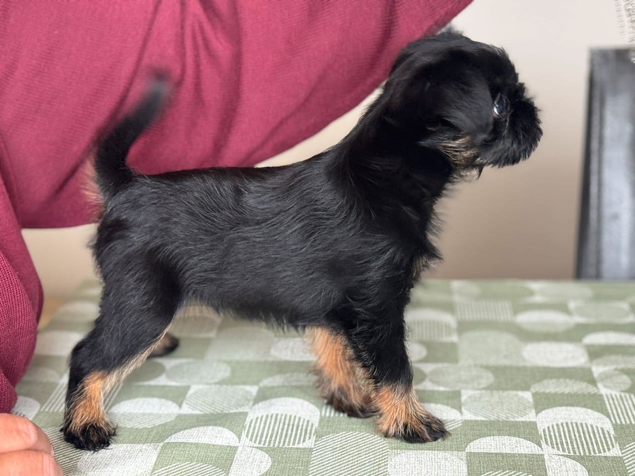 Griffon Belge, black/tan, hannvalp, 8 uker