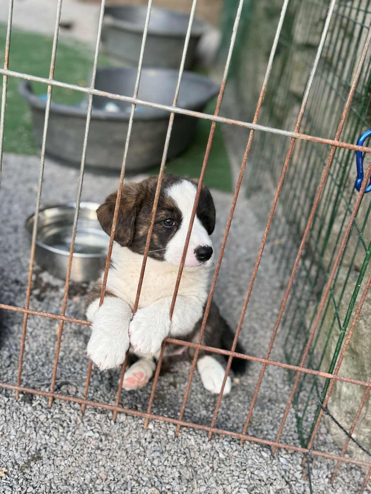 Welsh Corgi Cardigan - frøken søker sitt eget hjem