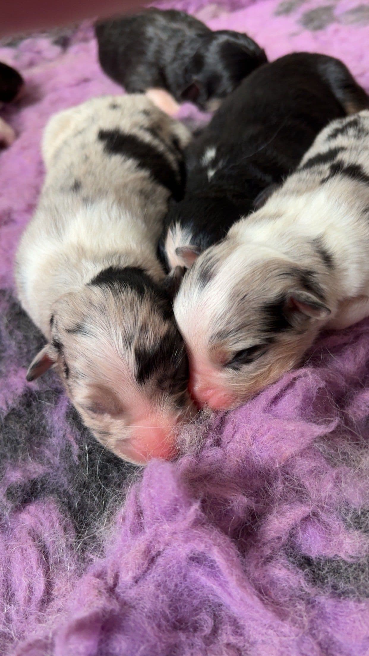 Australian Shepherd Valper