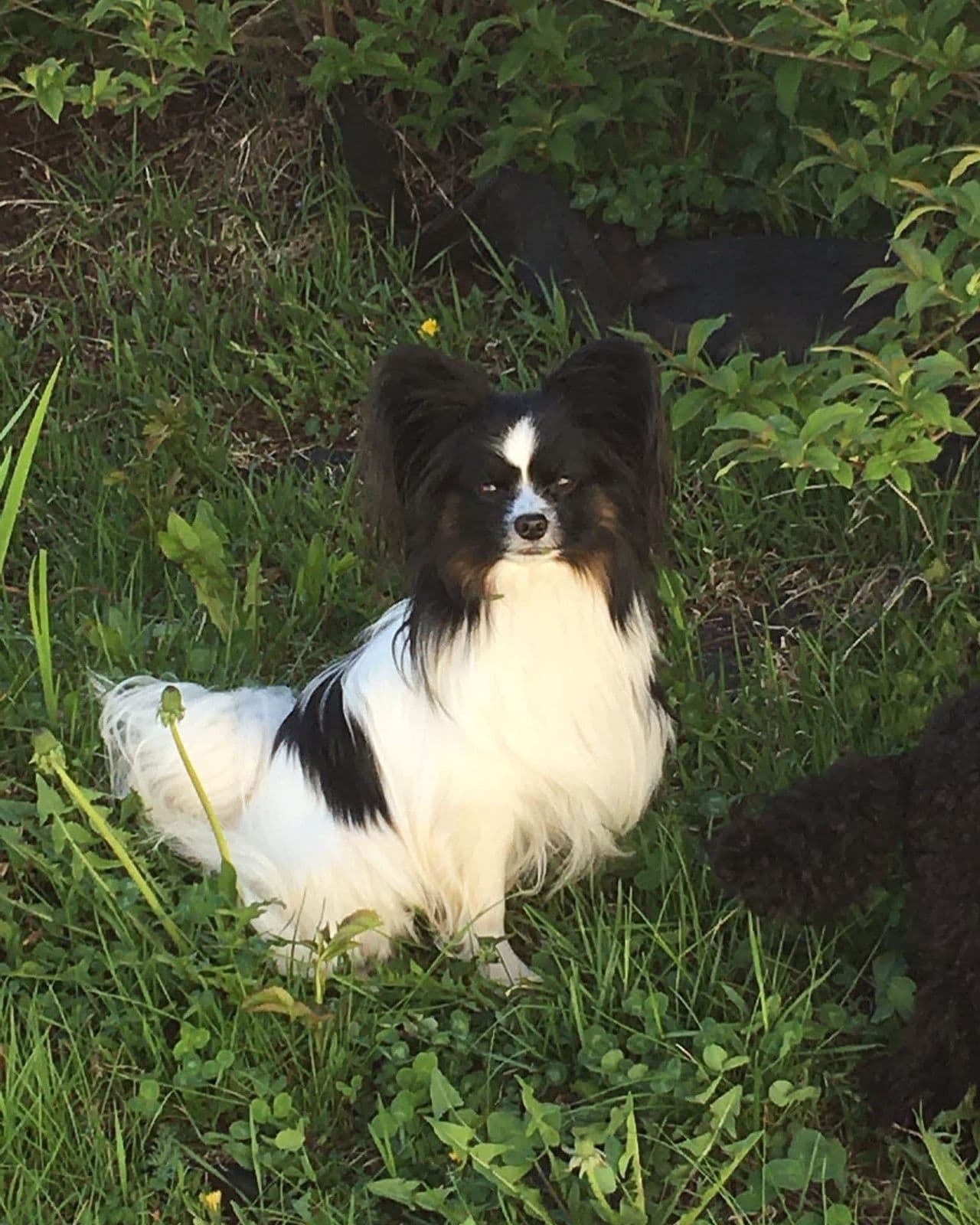 Renrasede papillon