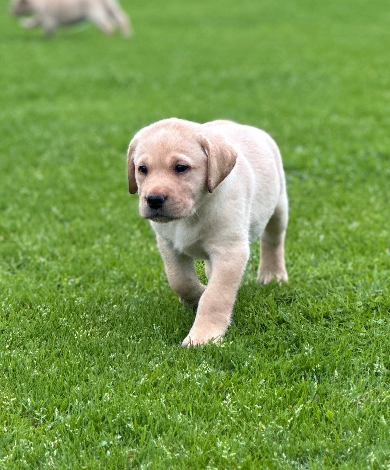 Labradorvalper til salgs