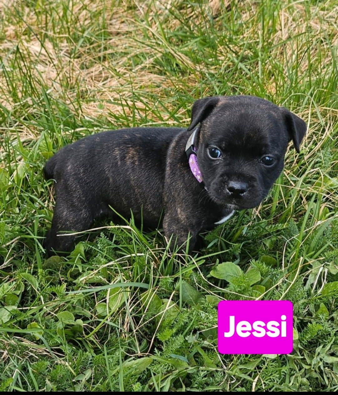 🇧🇻Valp til 17mai🇧🇻? Nydelige staffordshire bullterrier  valper