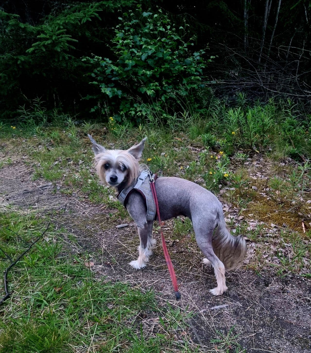 Omplassering  Chinese crested