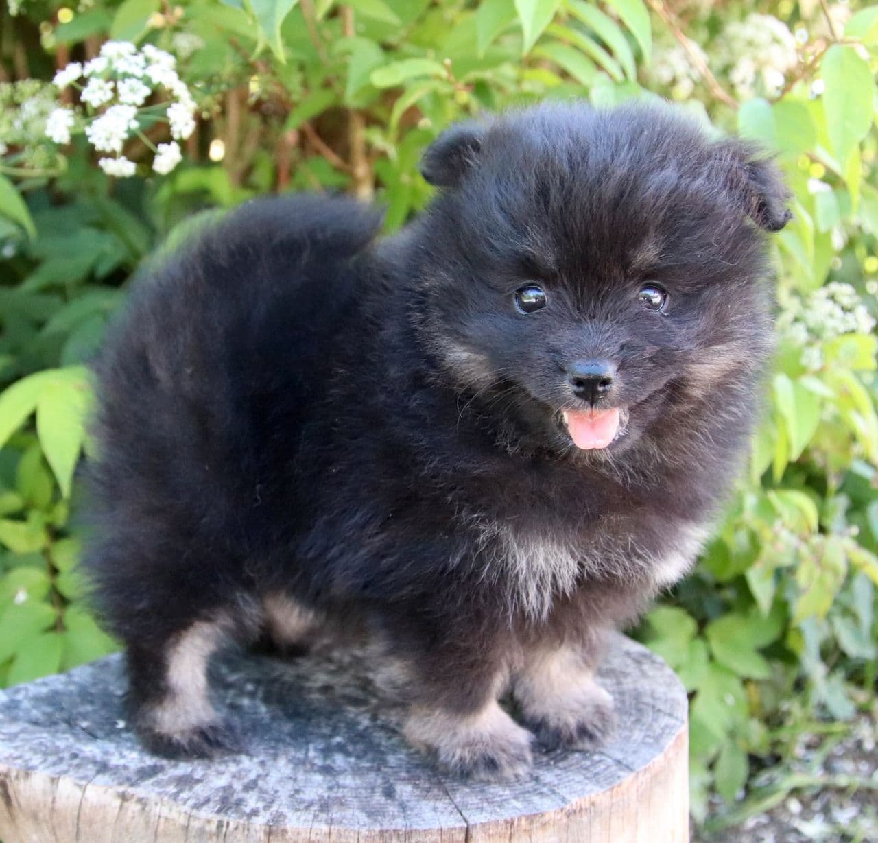 Mittelspitz Valper Starspitz Kennel